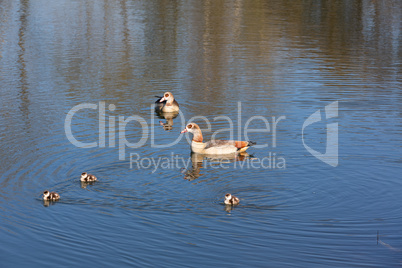 egyptian goose with chicks on a lake