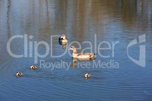 egyptian goose with chicks on a lake
