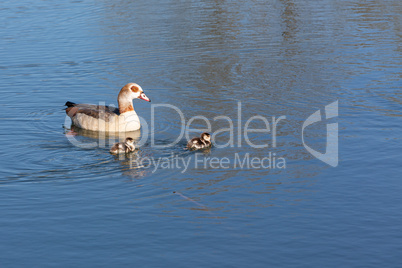 egyptian goose with chicks on a lake