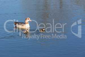 egyptian goose with chicks on a lake