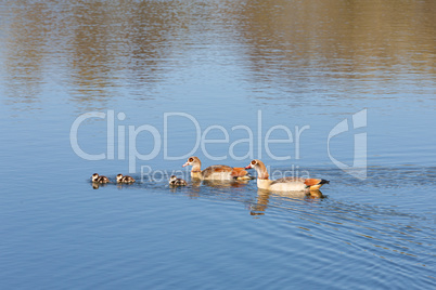 egyptian goose with chicks on a lake