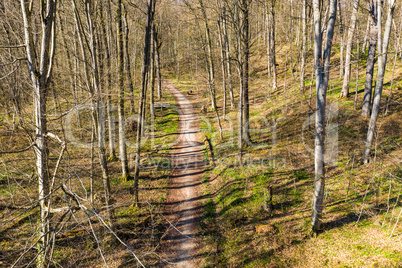 aerial of a road in the forest