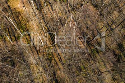 aerial of a forest in spring