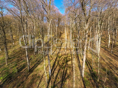 aerial of a forest in spring