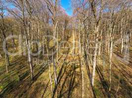 aerial of a forest in spring