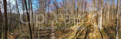 panoramic view from the air of a forest