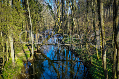 beautiful view of a river in a forest