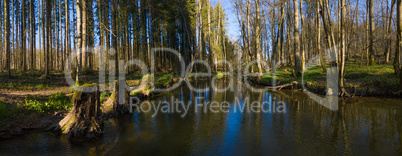 panoramic view of a beautiful river in a forest