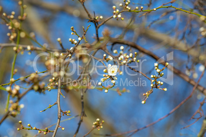 single blossom in the spring