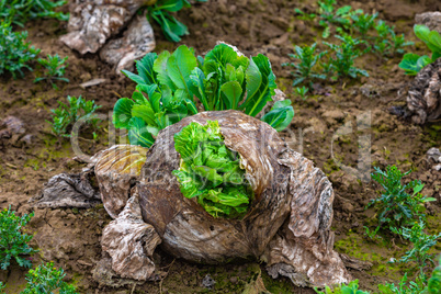 old cabbage with fresh leaves in spring