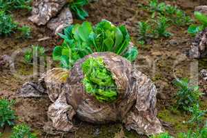 old cabbage with fresh leaves in spring