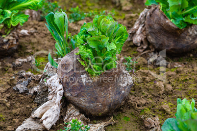 old cabbage with fresh leaves in spring