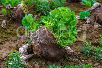 old cabbage with fresh leaves in spring