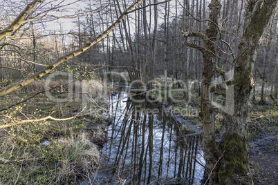 Spring in the wildlife sanctuary Hahnheide - Trittauer Mühlenbach (Trittau mill stream)