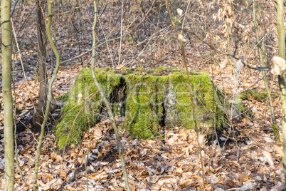 Spring in the wildlife sanctuary Hahnheide - moss at trees