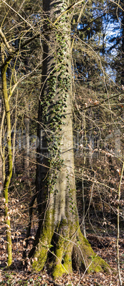 Spring in the wildlife sanctuary Hahnheide tree with ivy