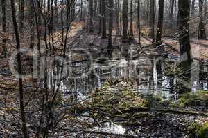 Spring in the wildlife sanctuary Hahnheide - small pond