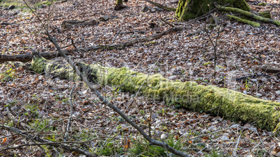 Spring in the wildlife sanctuary Hahnheide - moss at trees