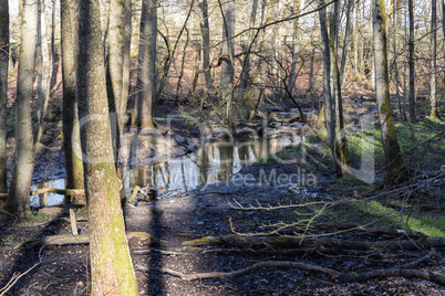 Spring in the wildlife sanctuary Hahnheide - Trittauer Mühlenbach (Trittau mill stream)