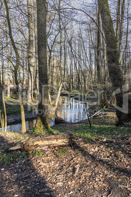 Spring in the wildlife sanctuary Hahnheide - Trittauer Mühlenbach (Trittau mill stream)