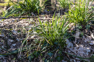 Spring in the wildlife sanctuary Hahnheide