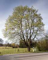 Tree at a street