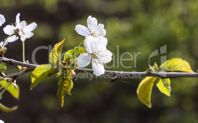 Wildlife Sanctuary Hahnheide - white blossoms