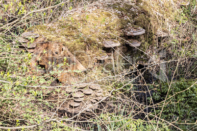 Wildlife Sanctuary Hahnheide - polypores on a trunk