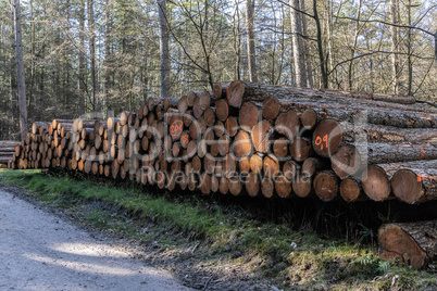 Wildlife Sanctuary Hahnheide - logs