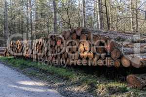 Wildlife Sanctuary Hahnheide - logs