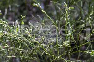Wildlife Sanctuary Hahnheide - Spider Net
