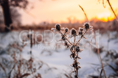 Frosted flowers in the sunset light