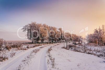 Winter road along trees in sunset light