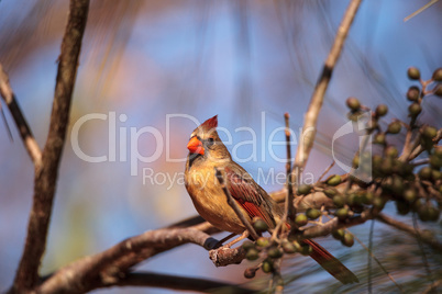 Female cardinal bird Cardinalis cardinalis