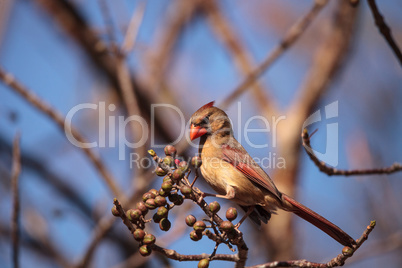 Female cardinal bird Cardinalis cardinalis