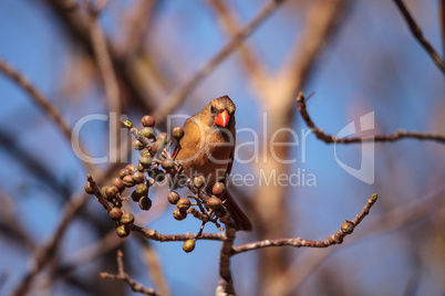 Female cardinal bird Cardinalis cardinalis