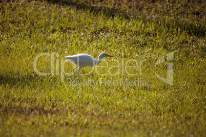 Eastern Cattle egret Bubulcus ibis forages for food