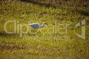 Eastern Cattle egret Bubulcus ibis forages for food