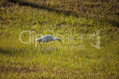 Eastern Cattle egret Bubulcus ibis forages for food