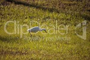 Eastern Cattle egret Bubulcus ibis forages for food