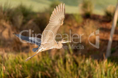 Great blue heron Ardea herodias bird flying