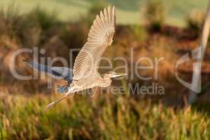 Great blue heron Ardea herodias bird flying
