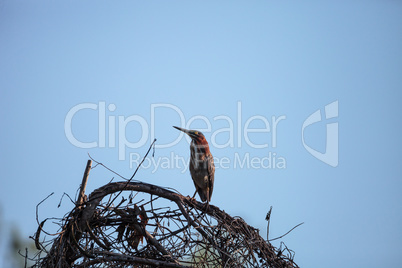 Cute little green heron Butorides virescens