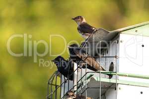 Purple martin Progne subis birds cluster into a bird house