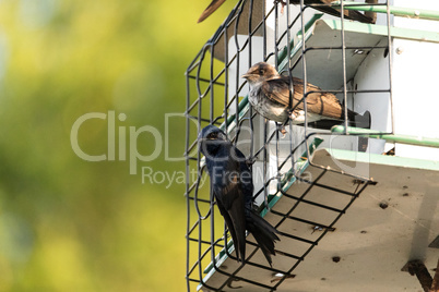 Purple martin Progne subis birds cluster into a bird house