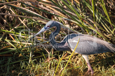 Little blue heron Egretta caerulea forages for food