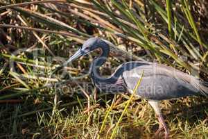 Little blue heron Egretta caerulea forages for food