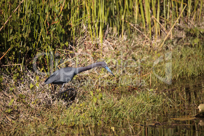 Little blue heron Egretta caerulea forages for food