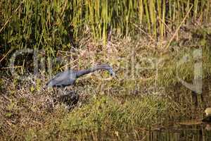 Little blue heron Egretta caerulea forages for food