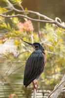 Cute little green heron Butorides virescens in a marsh